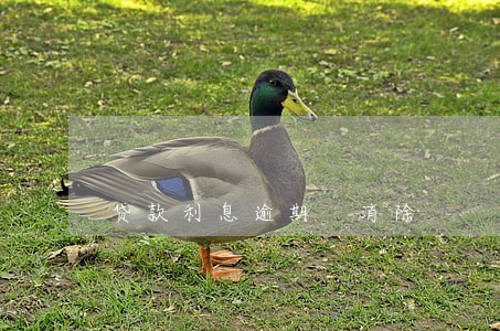 贷款利息逾期 消除 贷款利息逾期 消除